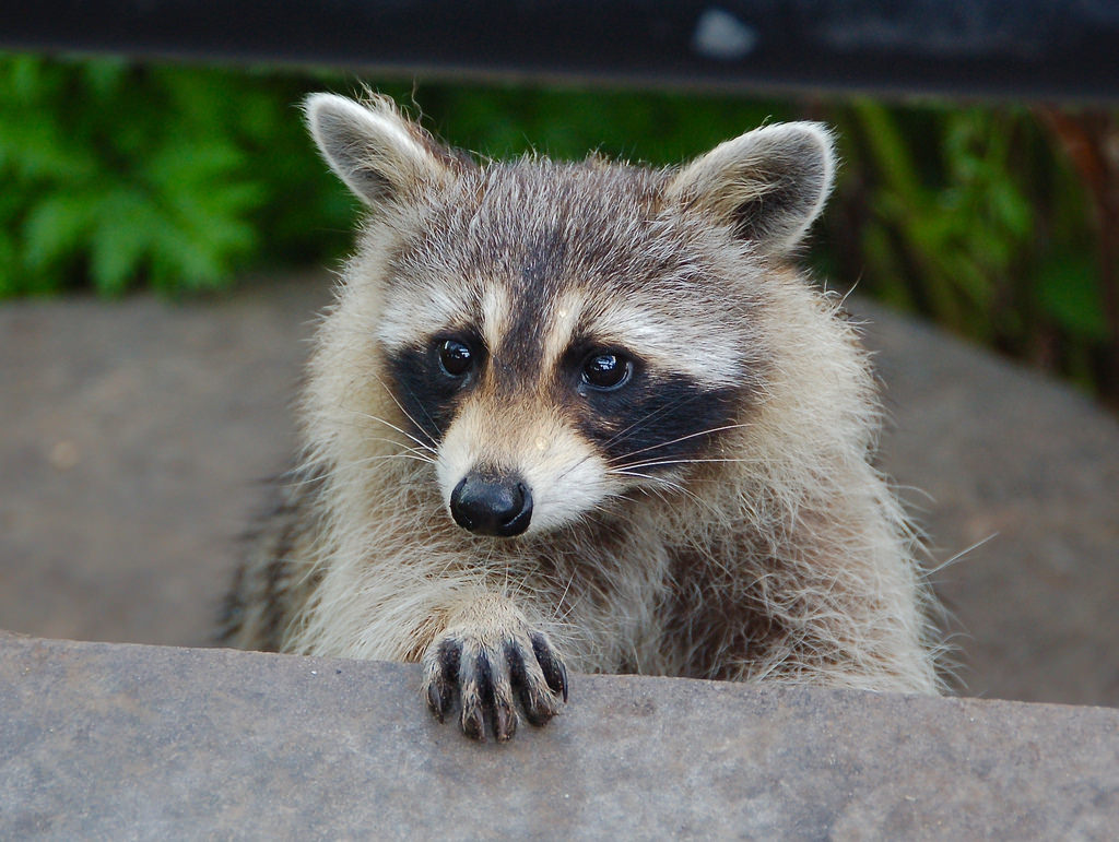 raccoon 